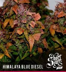 Short Stuff Himalayan Blue Diesel