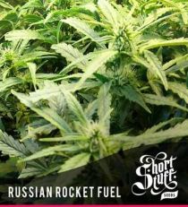 Russian Rocket Fuel Auto Regular -Short Stuff