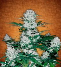 Six Shooter by Fast Buds Seeds