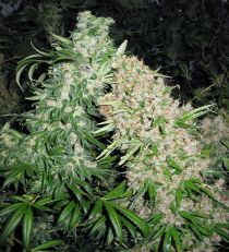 Skunk Special by Female Seeds 