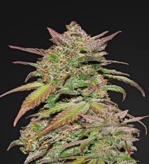 Auto Smoothie by Fast Buds Seeds
