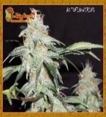 Sonic Bloom by Dr Krippling Seeds