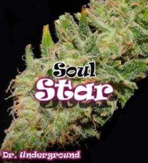 Soul Star by Dr. Underground Seeds