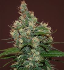 Sour Turbo Diesel by Cream of the Crop Seeds