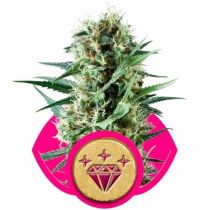 Special Kush #1 Feminized - Royal Queen Seeds