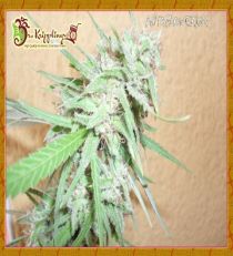 Spinning Buzz Kick by Dr Krippling Seeds