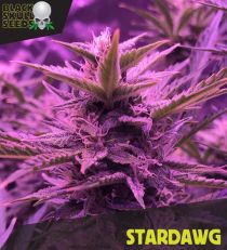Stardawg by Black Skull Seeds