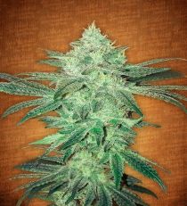 Stardawg by Fast Buds Seeds