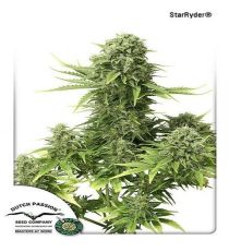 Star Ryder Automatic by DP Seeds