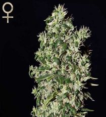 Big Tooth by Strain Hunters Seeds