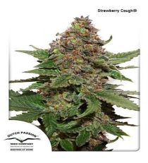 Strawberry Cough by DP Seeds