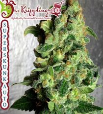 Super Skunk Auto by Dr Krippling Seeds