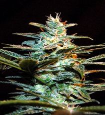 Ice Cool by Sweet Seeds