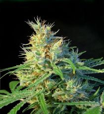 Psicodelicia by Sweet Seeds