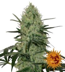 Tangerine Dream Auto Feminized Marijuana Seeds