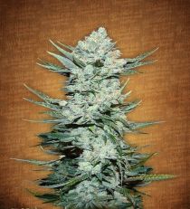 Tangie'matic by Fast Buds Seeds