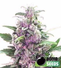 THC Bomb Regular Marijuana Seeds