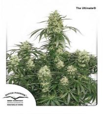 The Ultimate by DP Seeds