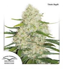 Think Big By DP Seeds