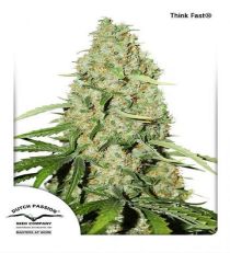 Think Fast by DP Seeds