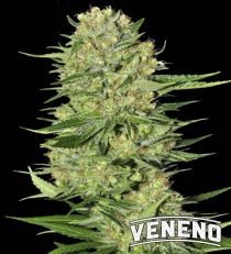 Veneno by Eva Seeds 
