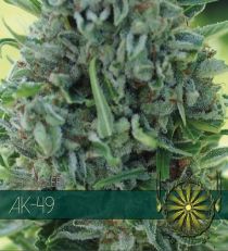 AK 49 by Vision Seeds