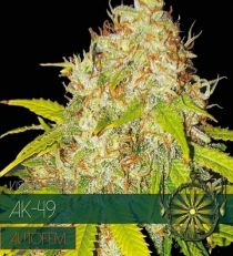 AK 49 Auto by Vision Seeds