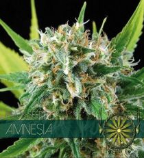 Amnesia by Vision Seeds