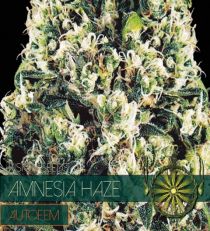 Amnesia Haze Auto by Vision Seeds