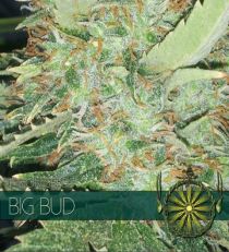 Big Bud by Vision Seeds
