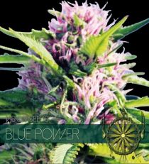 Blue Power Feminized by Vision Seeds-5