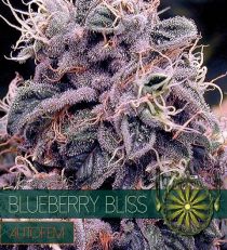 Blueberry Bliss Auto by Vision Seeds