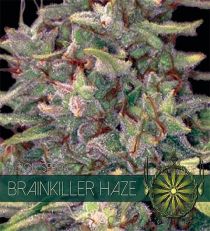 Brainkiller Haze by Vision Seeds 
