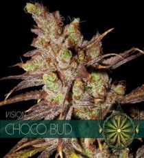 Choco Bud by Vision Seeds 
