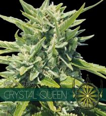 Crystal Queen by Vision Seeds