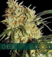 Gouda's Grass by Vision Seeds