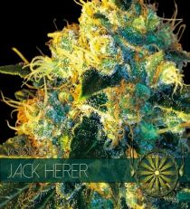 Jack Herer by Vision Seeds 
