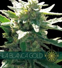 La Blanca Gold by Vision Seeds 