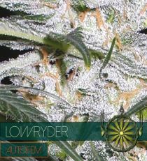 Lowryder Auto by Vision Seeds