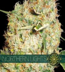 Northern Lights by Vision Seeds