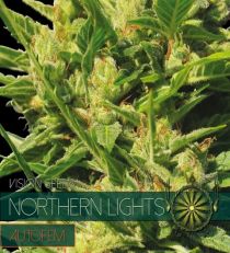 Northern Lights Auto by Vision Seeds