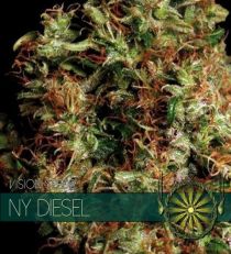 NY Diesel by Vision Seeds