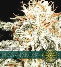 Russian Snow by Vision Seeds