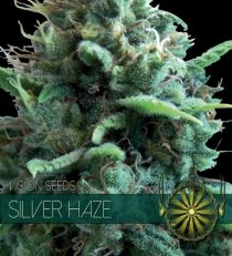 Silver Haze by Vision Seeds