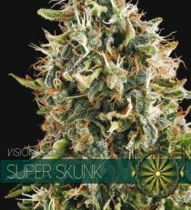 Super Skunk by Vision Seeds