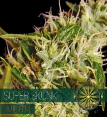 Super Skunk Auto by Vision Seeds