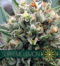 Supreme Lemon by Vision Seeds
