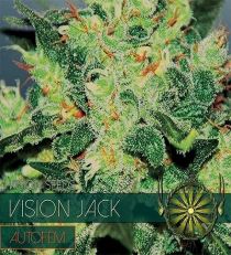 Vision Jack Auto by Vision Seeds