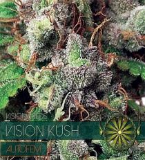 Vision Kush Auto by Vision Seeds