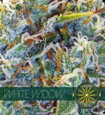 White Widow by Vision Seeds